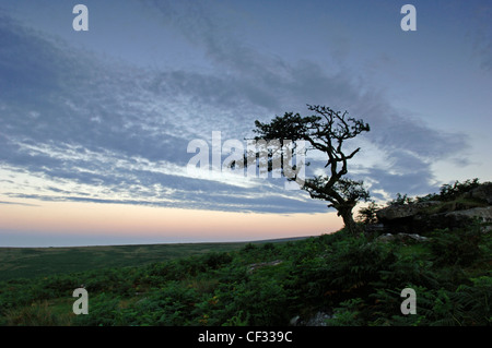 Combestone Tor auf Dartmoor in Devon. Stockfoto