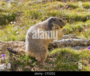 Murmeltier sitzt vor seiner Höhle im Sommer im Wallis, Schweiz Stockfoto