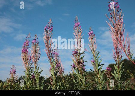 Nahaufnahme der Blüte Rosebay Weidenröschen (Epilobium Angustifolium). Stockfoto