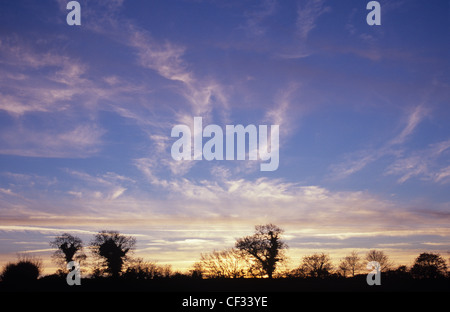 Englische Eichen und Weißdorn Gebüsch Silhouette auf flachen Horizont gegen Sonnenuntergang Winterhimmel mit Cirruswolken Stockfoto