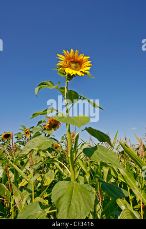 Eine Sonnenblume (Helianthus Annuus) vor einem blauen Himmel. Stockfoto