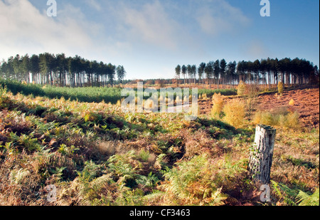 Herbstfärbung in der Nähe von Marquess Drive, Cannock Chase Country Park AONB (Gebiet von außergewöhnlicher natürlicher Schönheit) in Staffordshire England Stockfoto