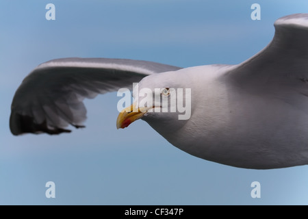 Eine Möwe in Calais Stockfoto