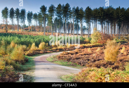 Herbstfärbung in der Nähe von Marquess Drive, Cannock Chase Country Park AONB (Gebiet von außergewöhnlicher natürlicher Schönheit) in Staffordshire England Stockfoto