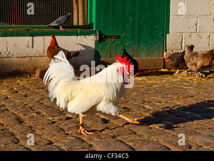 Ein Zwerg Hahn in einem Hof in Hackney City Farm, ein Community-Projekt bietet Stadtbewohner f erleben Stockfoto