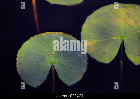 Nahaufnahme der Seerose hinterlässt auf Loch Garten in den Cairngorms National Park. Stockfoto