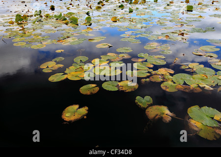 Seerosen auf Loch Garten in den Cairngorms National Park. Stockfoto