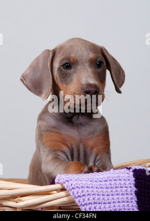 Dobermann Welpen, weißer Hintergrund Stockfoto