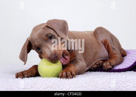 Dobermann Welpen mit einem Tennisball zu spielen. Stockfoto