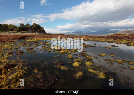 Felsen bedeckt in Seetang am Ufer des Loch Eishort auf der Isle Of Skye. Stockfoto