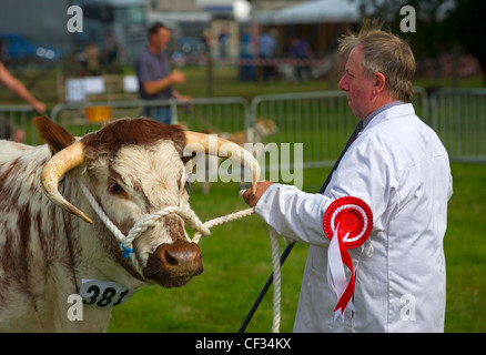 Ein preisgekrönter Stier bei einer Land-Show. Stockfoto