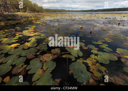 Seerosen auf Loch Garten in den Cairngorms National Park. Stockfoto