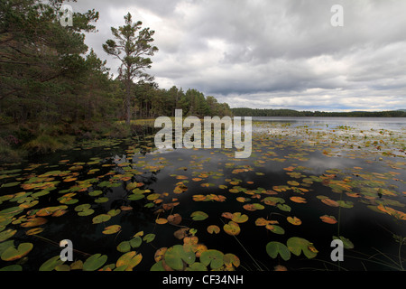 Seerosen auf Loch Garten in den Cairngorms National Park. Stockfoto