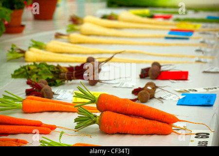 Preisgekrönte Gemüse auf dem Display an ein Land zeigen. Stockfoto