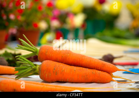 Preisgekrönte Karotten auf dem Display an ein Land zeigen. Stockfoto