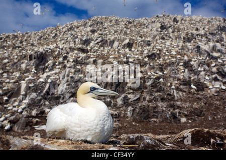 Basstölpel (Morus Bassanus), das größte Mitglied der Familie Tölpel, sitzt auf seinem Nest auf The Bass Rock (The Bass), eine vo Stockfoto