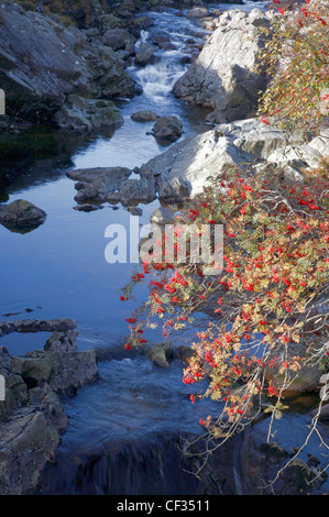 Eine Eberesche am Ufer eines Brandes im Norden Glen Sannox auf der Isle of Arran. Stockfoto