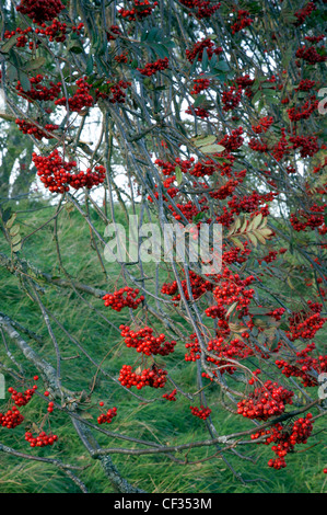 Eine Nahaufnahme der Vogelbeeren wächst auf einem Baum. Die Bäume-Funktion in Mythologie und Folklore. "Es wurde gesagt, in England, die diese wa Stockfoto
