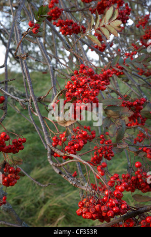 Eine Nahaufnahme der Vogelbeeren wächst auf einem Baum. Die Bäume-Funktion in Mythologie und Folklore. "Es wurde gesagt, in England, die diese wa Stockfoto