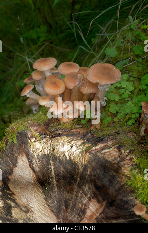 Sulphur Tuft (Grünblättriger Fasciculare), einen gemeinsamen Wald Pilz wächst in einem großen Büschel auf einem Baumstumpf. Stockfoto