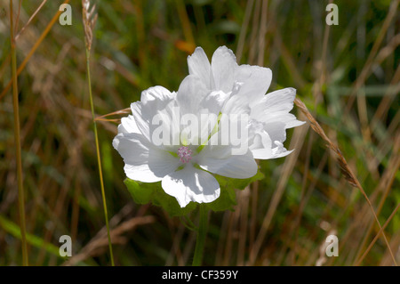 Moschusmalve (Malva Moschata) 'Alba' mit weißen Blüten. Stockfoto