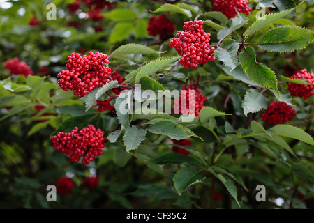 Nahaufnahme von roten Holunder (Sambucus Racemosa). Stockfoto