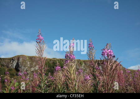 Nahaufnahme der Blüte Rosebay Weidenröschen (Epilobium Angustifolium). Stockfoto