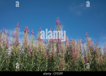 Nahaufnahme der Blüte Rosebay Weidenröschen (Epilobium Angustifolium). Stockfoto