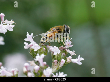 Hoverfly, Eristalis Horticola, Syrphidae Diptera, auf Teufel-Bit Scabius Blume. Weiblich. Stockfoto