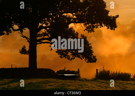 Nebligen Sonnenaufgang über Ackerland bei Heage in Derbyshire Dales. Stockfoto