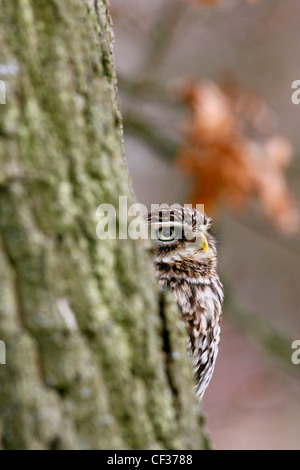 Nahaufnahme von einem Steinkauz (Athene Noctua). Stockfoto