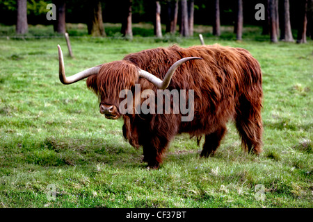 Eine Highland-Kuh stehend in einem Feld. Stockfoto