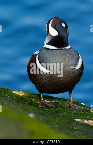 New Jersey Küste überwintern männliche Harlekin Ente – Barnegat Light Stockfoto