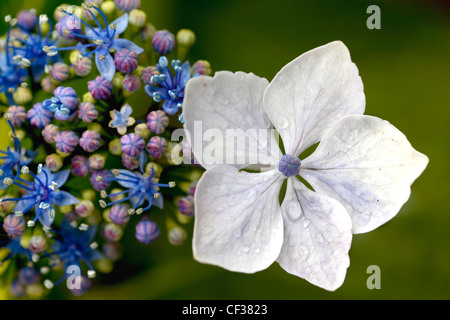 Porträt eines Teils der eine Hortensie Blütenstand an Trebah Gärten, Cornwall. Stockfoto