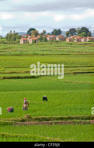 Typische madagassische Dorf mit Paddy Field in der Nähe von Antsirabe, Hochland von Madagaskar Stockfoto