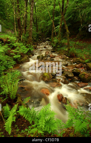 Alt ein "Chumhainn fließt durch Waldgebiet auf dem grau Stuten Tail-Trail am Kinlochmore. Stockfoto