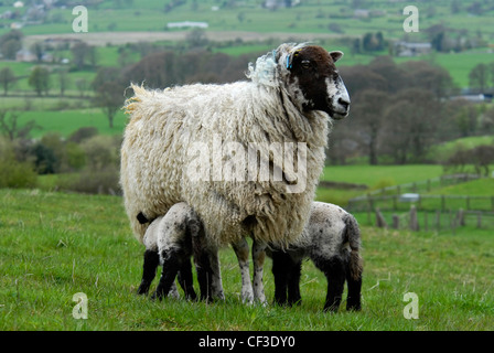 Lämmer und Mutter in einem Feld. Die Heide sind durch kurze Woolled Schaf depastured, Fen von Long-Woolled Schafe weiden. Stockfoto