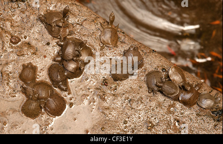 junge Schildkröten in der jade Kaiser-Pagode in vietnam Stockfoto