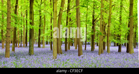 Ein Teppich aus Glockenblumen in Dockey Wood. Stockfoto