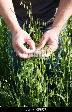 Die Hände des Landwirts kontrollierenden Hafer ernten. Stockfoto