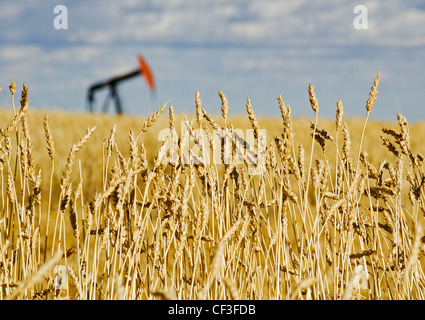 Pumpen Sie Jack im Weizenfeld, in der Nähe von Carstairs, Alberta, Kanada. Stockfoto