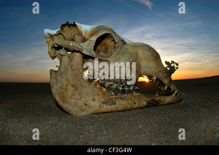 Kamel Schädel in der Wüste Sinai. Stockfoto