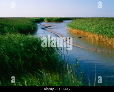 Nördliche Ende des Flusses Waveney, westlich von Burgh Castle römisches Kastell, wo es den Fluß Yare in Breydon Wasser schließt sich führen Stockfoto