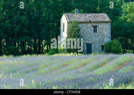 Eine einsame Scheune in einem Feld von Lavendel, Provence, Frankreich Stockfoto