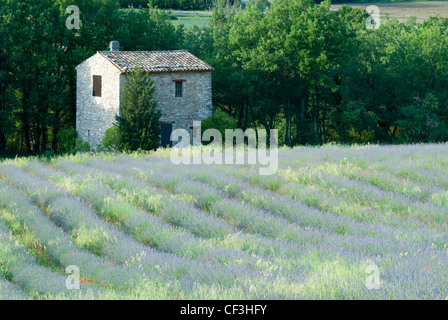 Eine einsame Scheune in einem Feld von Lavendel, Provence, Frankreich Stockfoto