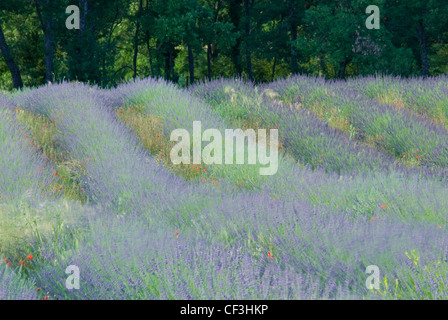 Reihen von Lavendel und Mohn in einem Feld in der Nähe von Apt, der Luberon, Provence, Frankreich Stockfoto
