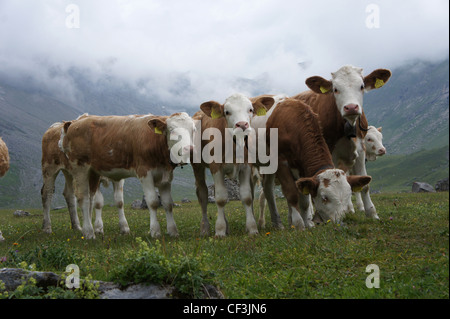 Rinder grasen auf Alm, Engstligenalp, Berner Alpen, Schweiz Stockfoto