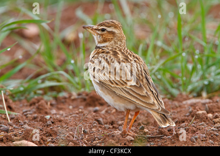 Bimaculated Lark, Melanocorypha bimaculata Stockfoto