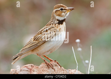 Bimaculated Lark, Melanocorypha bimaculata Stockfoto
