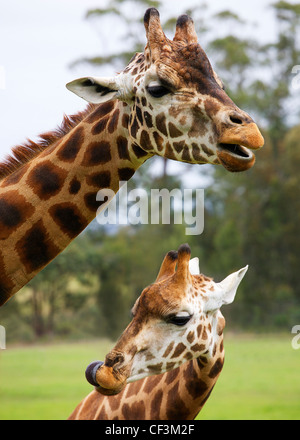 Mutter und Sohn giraffe Stockfoto